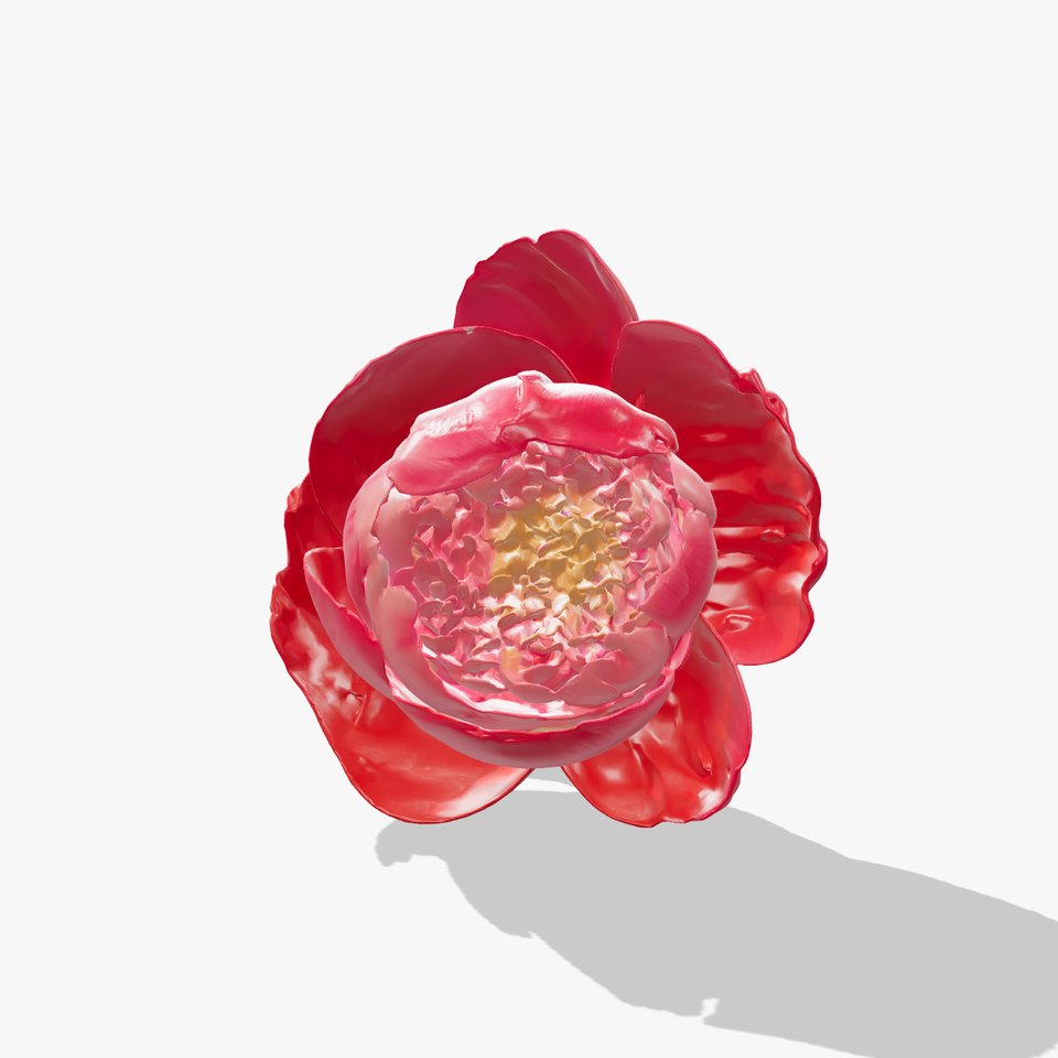 Red Peony Flower 3D Model Pack with Vivid Textures